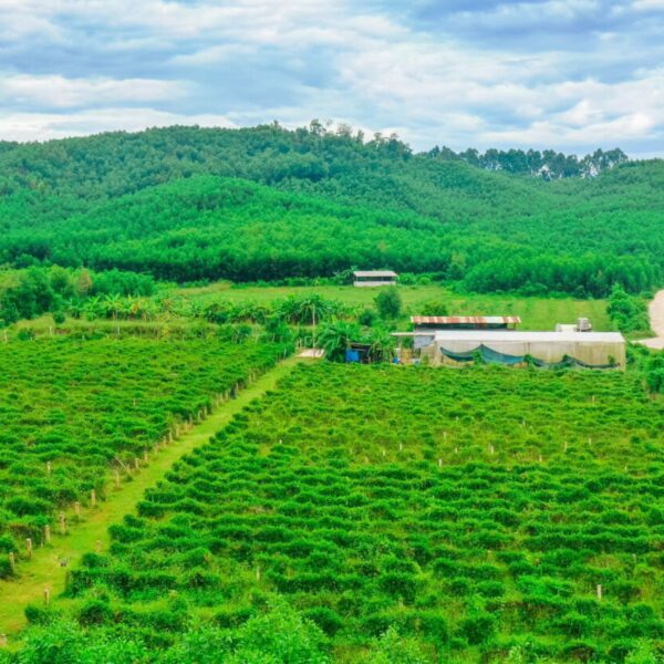 Đầu tư vùng trồng dược liệu